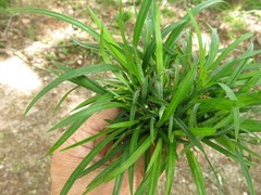 Carex abscondita
