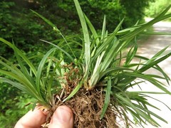 Carex abscondita