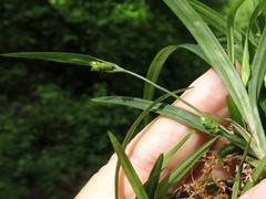 Carex abscondita
