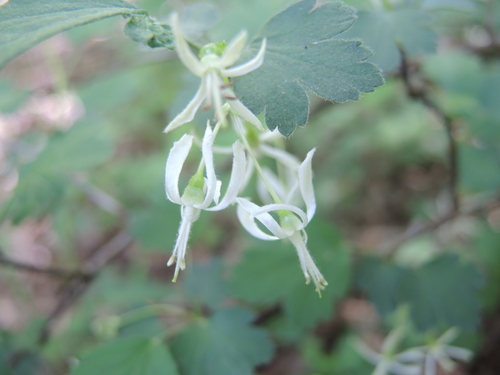 Image of Ribes curvatum by (c) Curtis Hansen, some rights reserved (CC BY)