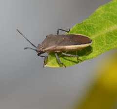 Catorhintha selector