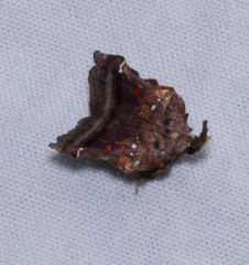 Clydonopteron sacculana