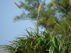 Pycnonotus sinensis sinensis