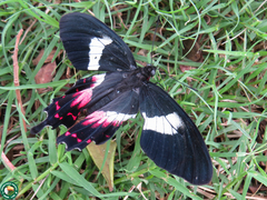 Parides ascanius