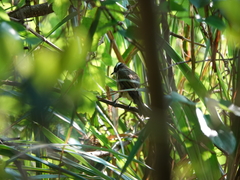 Pycnonotus sinensis sinensis