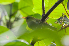 Rennell White-Eye photo 2