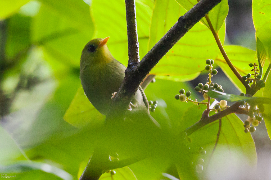 Rennell White-eye photo