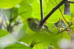Rennell White-Eye photo 3