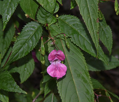 Impatiens glandulifera