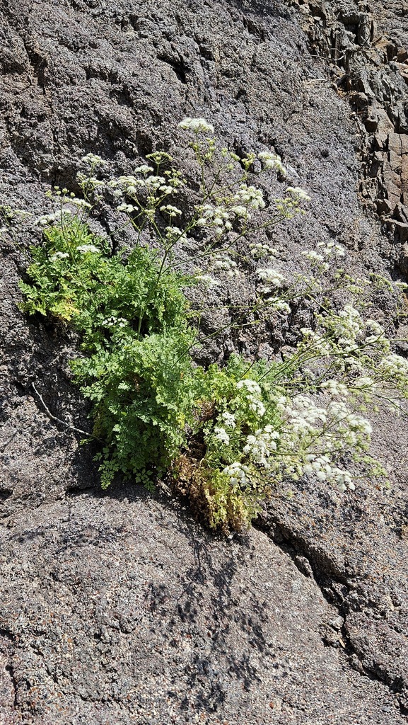 Pimpinella anagodendron