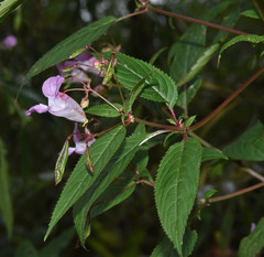 Impatiens glandulifera
