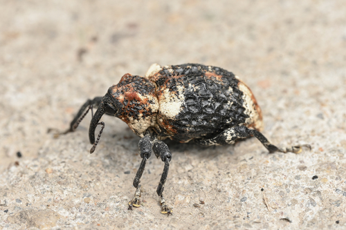 Eucryptorrhynchus scrobiculatus