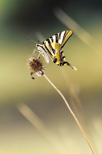 Iberian Scarce Swallowtail, Soure, 3130, Portugal, photo 10 of 10