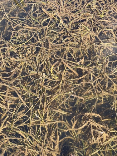 grass-wrack pondweed (Potamogeton compressus)