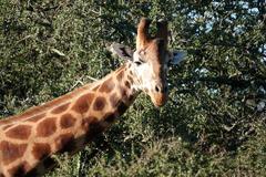 Giraffa camelopardalis rothschildi