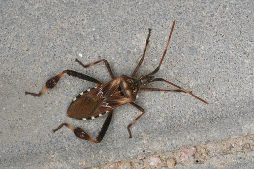 Western Conifer Seed Bug