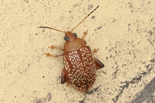 Asiophrida xanthospilota