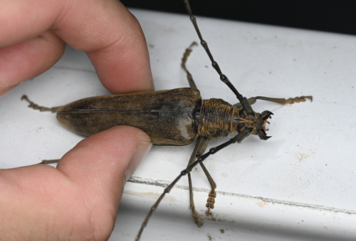 Neocerambyx raddei