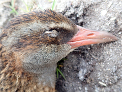Gallirallus australis hectori