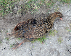 Gallirallus australis hectori