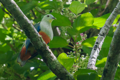 Silver-Capped Fruit-Dove photo 2