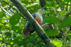 Silver-Capped Fruit-Dove photo 3