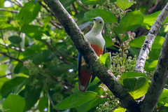 Silver-Capped Fruit-Dove photo 4