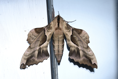 Phyllosphingia dissimilis