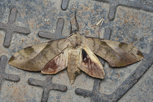 Clanis bilineata