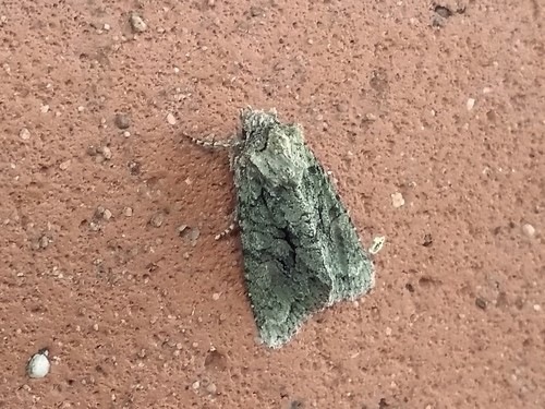 Brindled Green, Ede, Nederland, photo 6 of 10