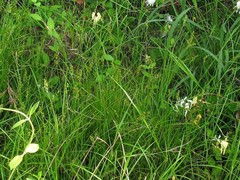 Carex tribuloides sangamonensis
