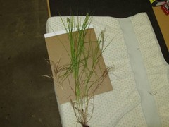 Carex tribuloides sangamonensis