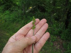 Carex tribuloides sangamonensis