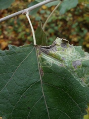 Phyllocnistis labyrinthella