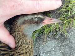 Gallirallus australis hectori