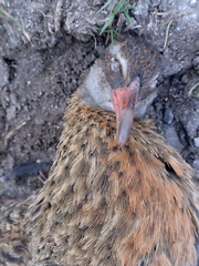 Gallirallus australis hectori