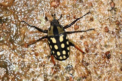 Mecynorhina passerinii