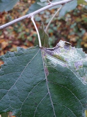 Phyllocnistis labyrinthella