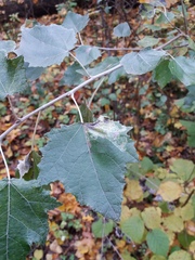 Phyllocnistis labyrinthella