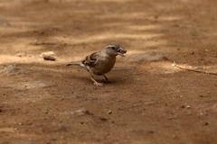 Passer domesticus