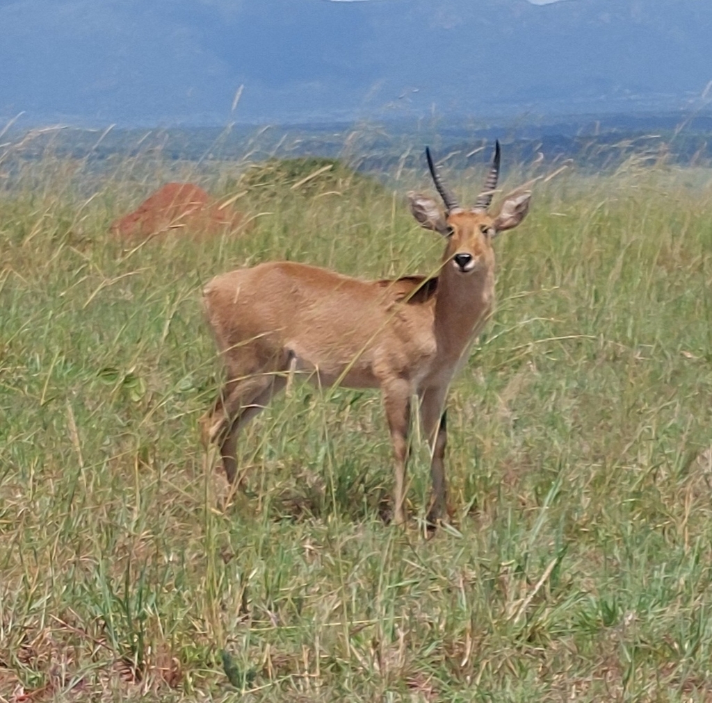 Redunca redunca, Kawalakol, Uganda, by frank_lambert