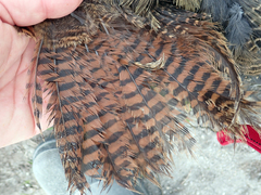 Gallirallus australis hectori