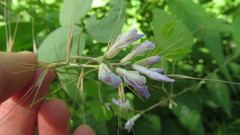 Amphicarpaea bracteata
