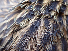 Gallirallus australis hectori