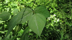 Amphicarpaea bracteata