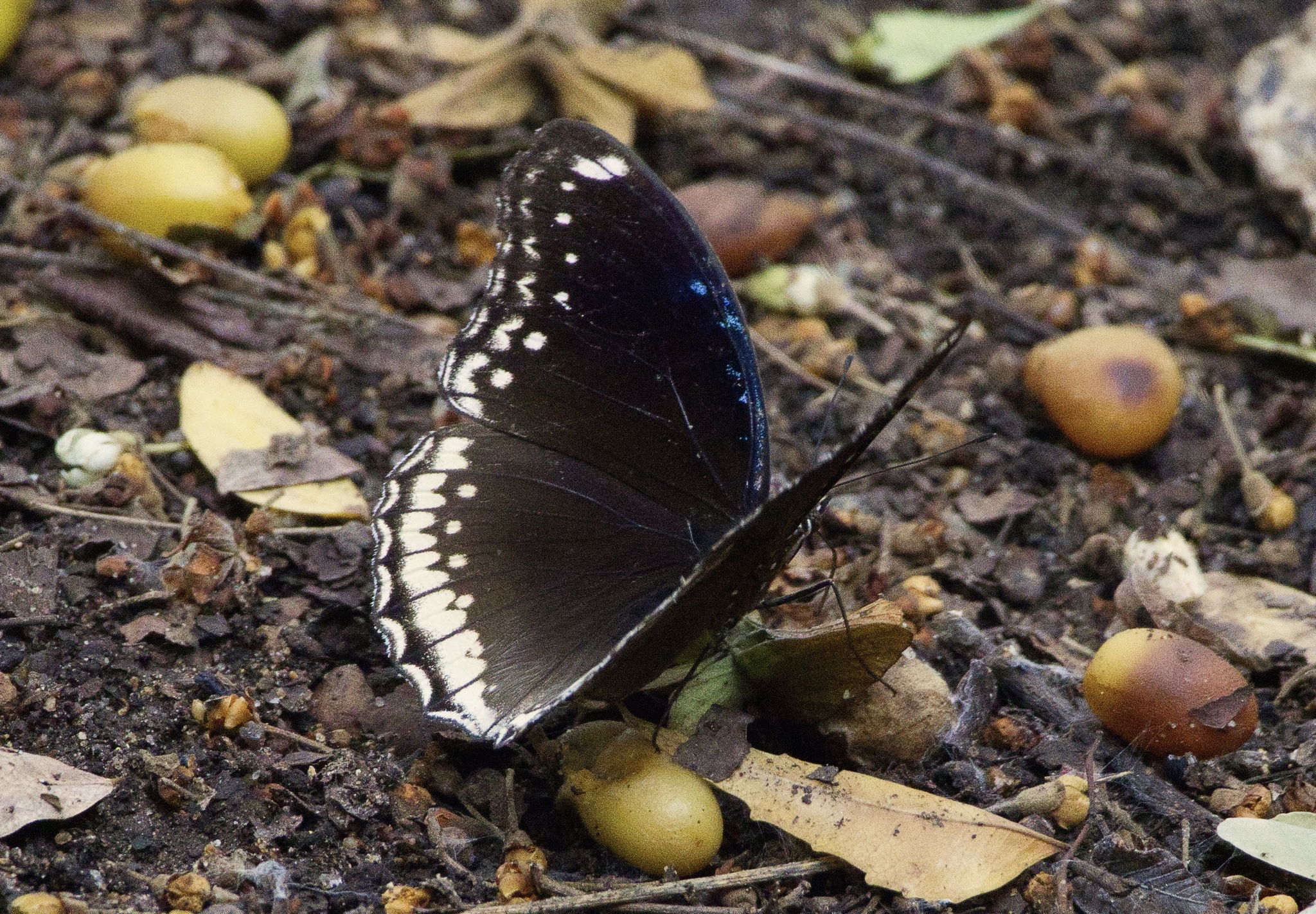 Great Eggfly