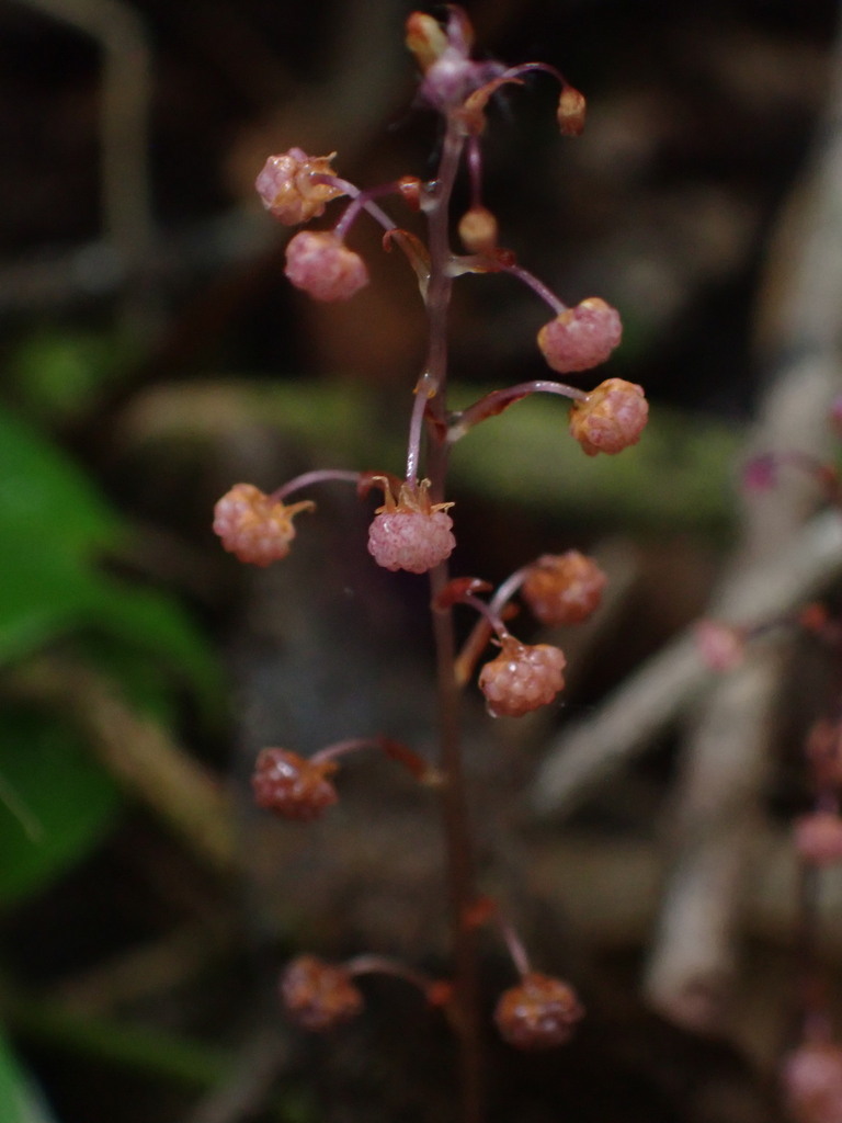 Sciaphila aneitensis