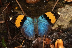 Euphaedra neophron