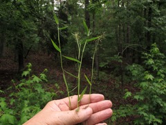 Dichanthelium longiligulatum