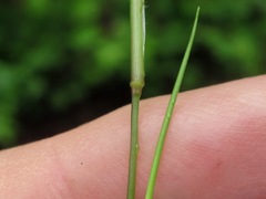 Dichanthelium longiligulatum